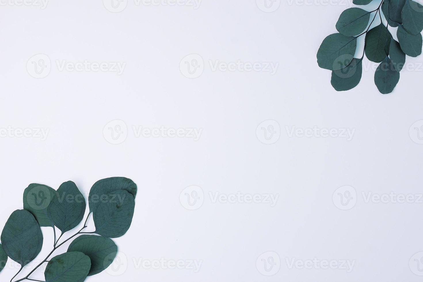 Cosmetic background with eucalyptus on white. Flat lay, copy space photo