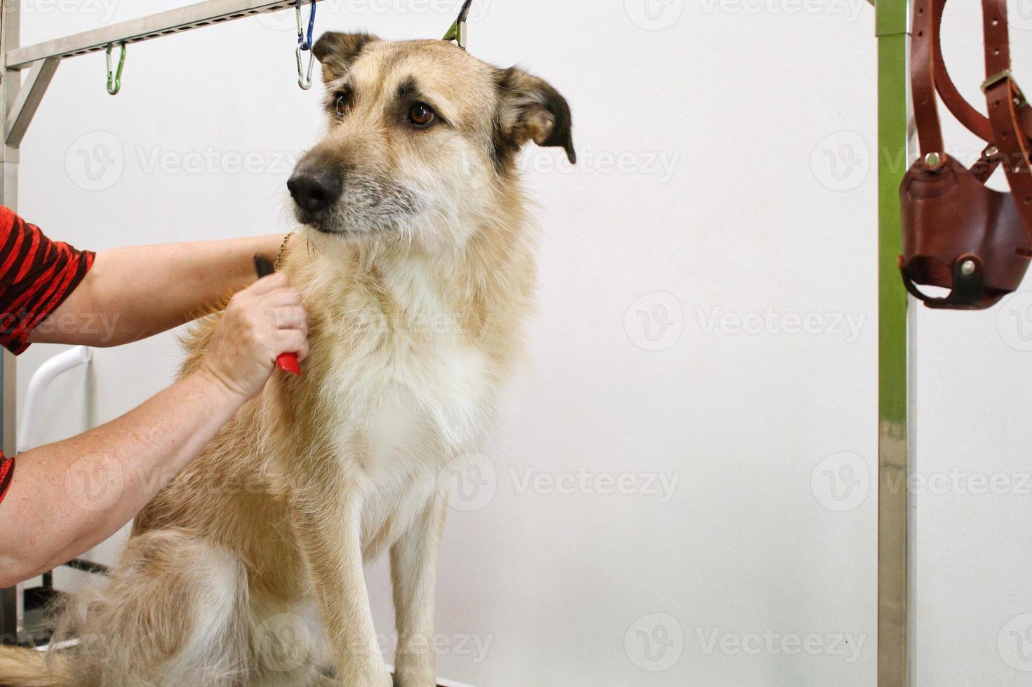 la mano de la peluquera hace un corte de pelo de raza con peine después de lavar la piel del perro en el salón de aseo. uso de herramienta para peinar lana. concepto profesional de cuidado de mascotas. primer plano con espacio de copia para texto foto