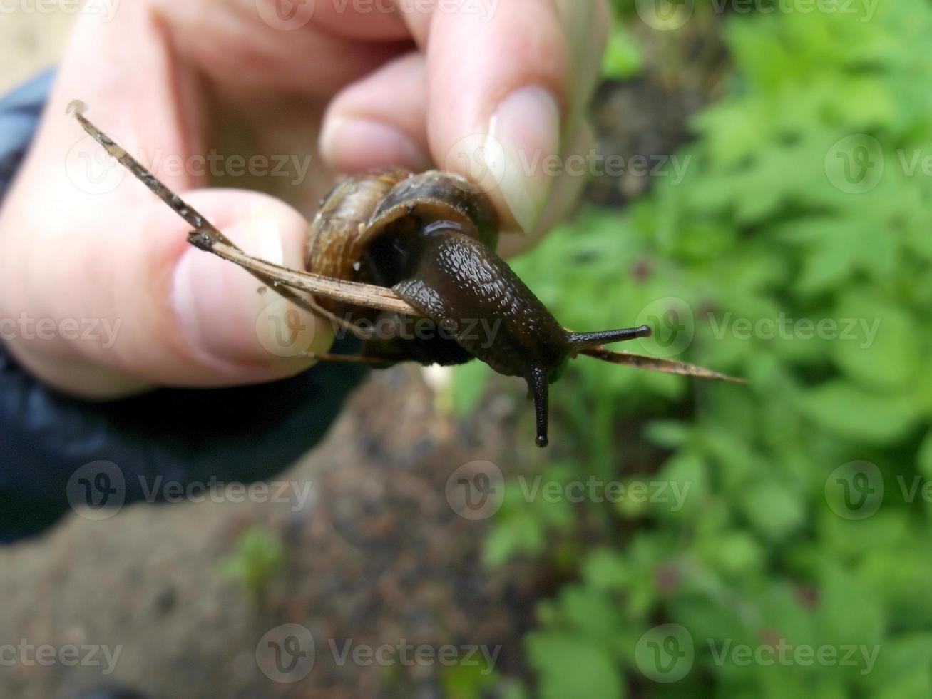 Snail. A pest for the garden. photo