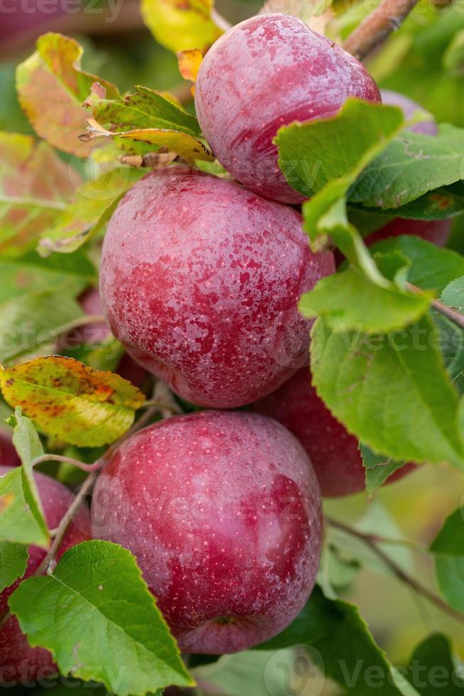 Fresh apples from the orchard. Apple harvest ready to be picked from the orchard in the Republic of Moldova. photo