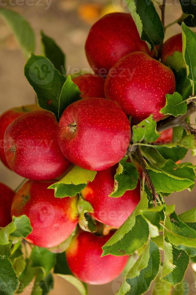 manzanas frescas del huerto. cosecha de manzanas listas para ser recogidas del huerto en la república de moldavia. foto