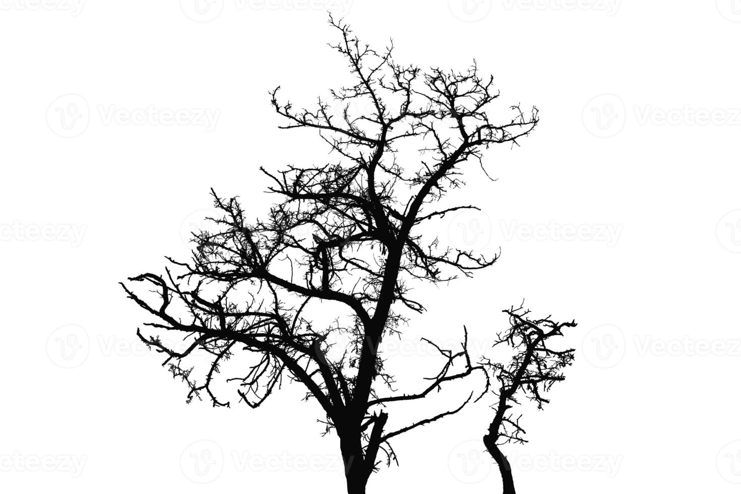 Silhouette of bare tree on white isolated background. Design element. Autumn, Halloween photo