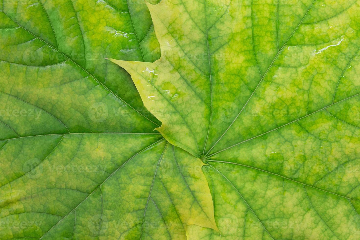 Maple yellow green leaves close-up. Natural background. Horizontal and vertical. Copy space photo