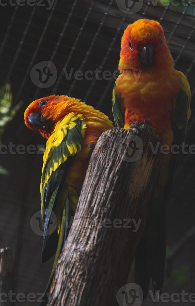 Sun parakeet - parrots sitting on a wooden pole photo