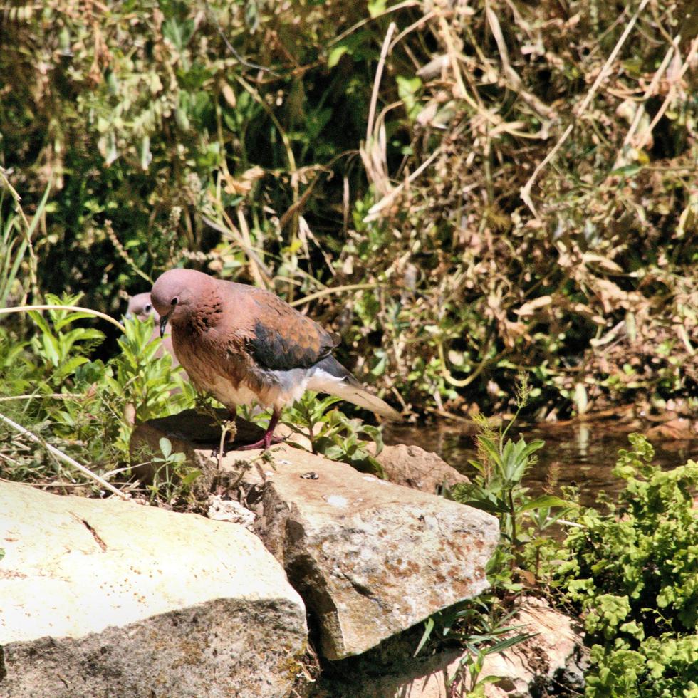 A close up of a Turtle Dove photo