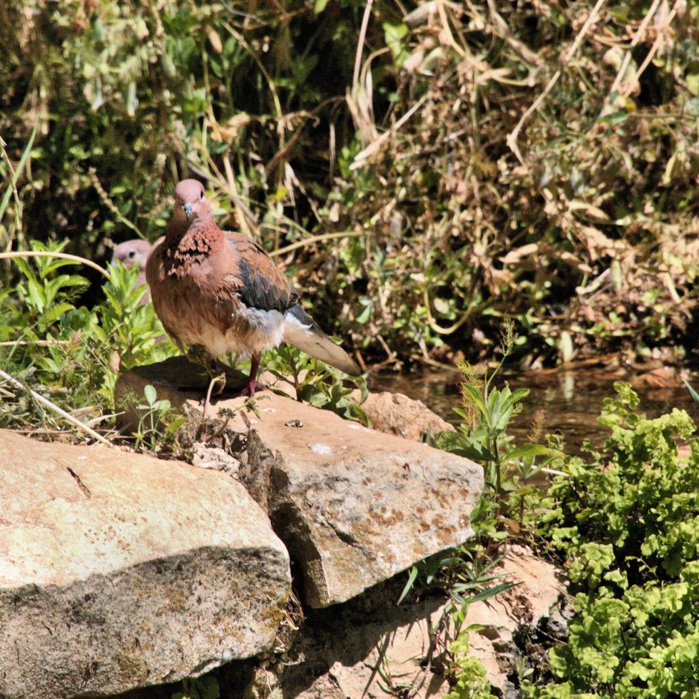 A close up of a Turtle Dove photo