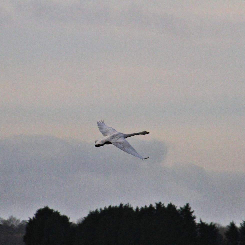 A view of a Whooper Swan photo