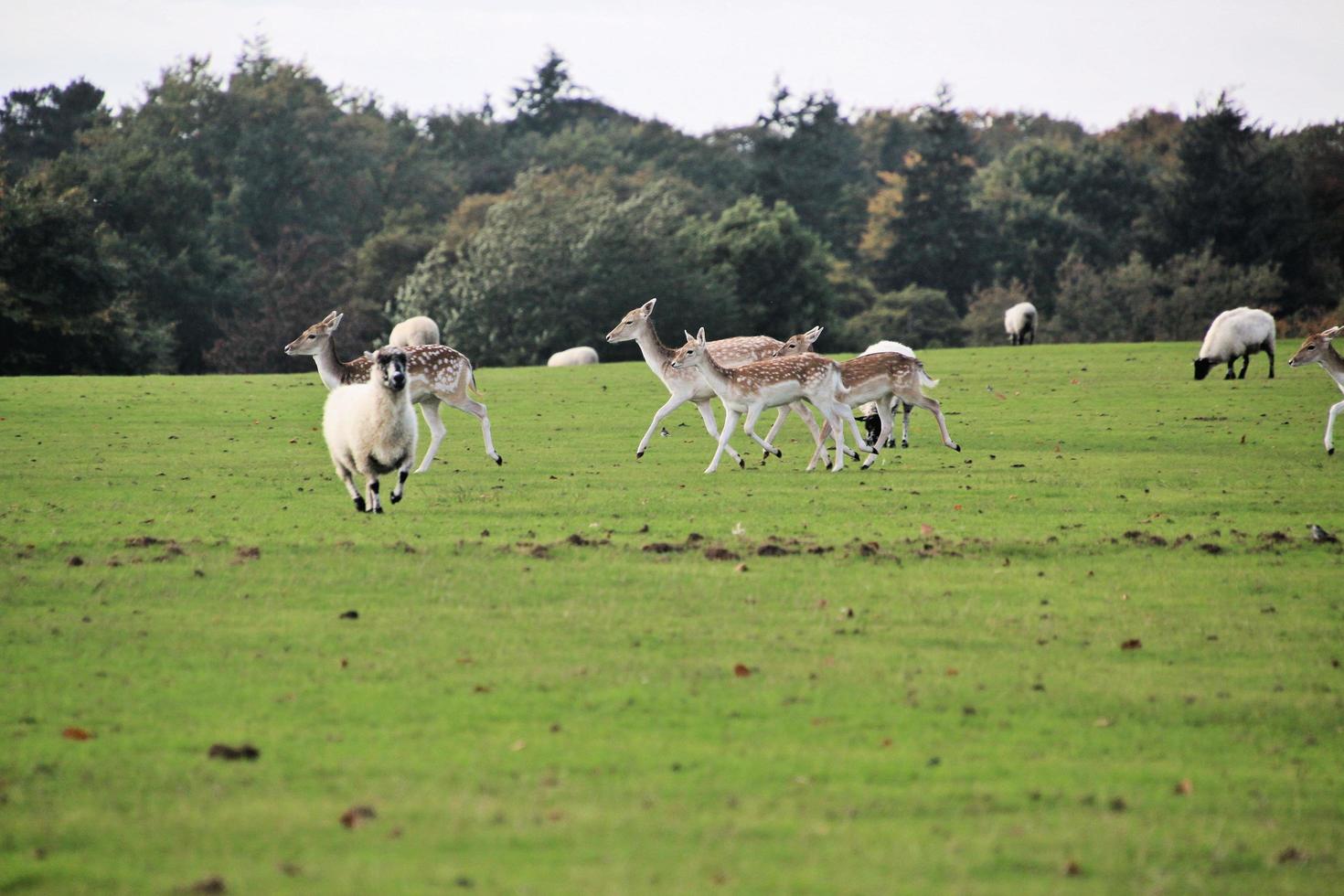 A close up of a Fallow Deer in the Cheshire Countryside photo