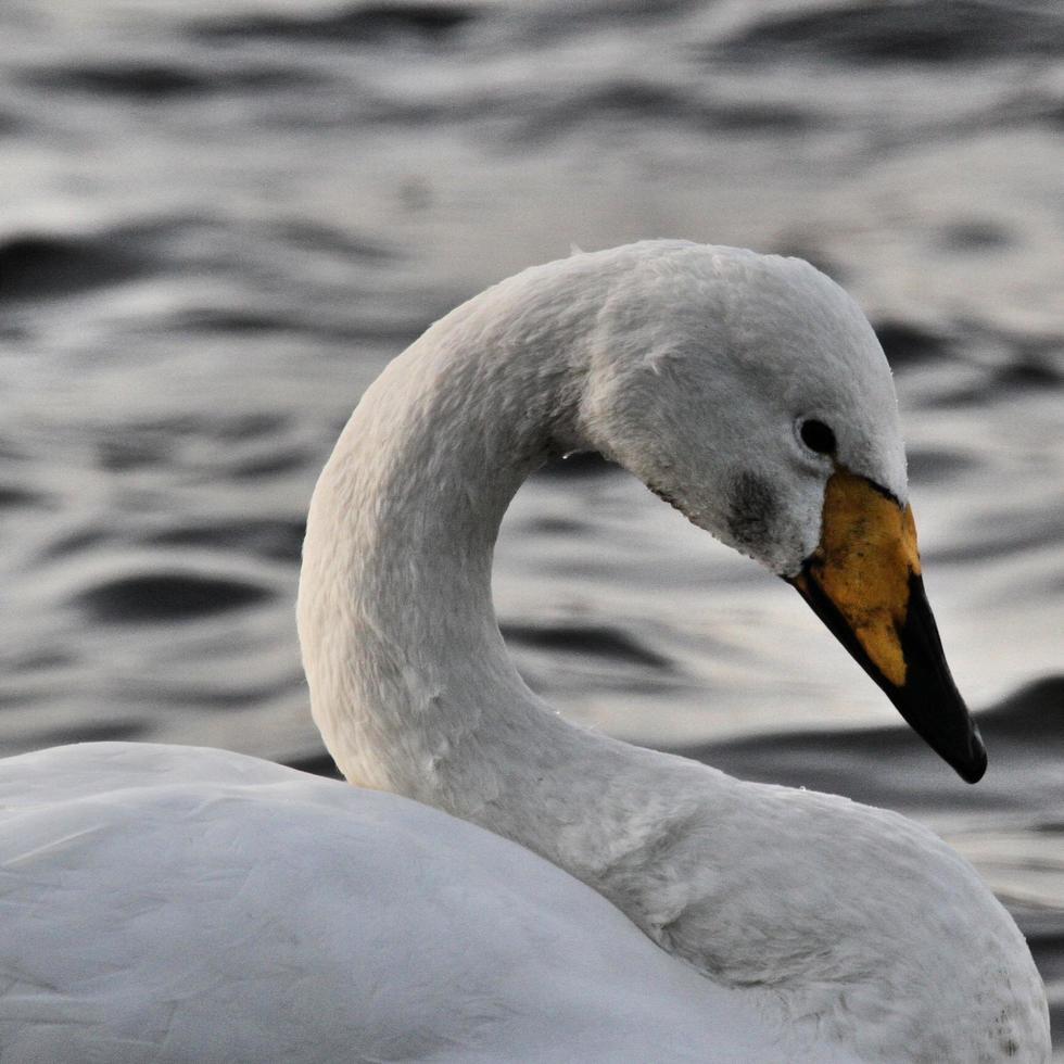A view of a Whooper Swan photo