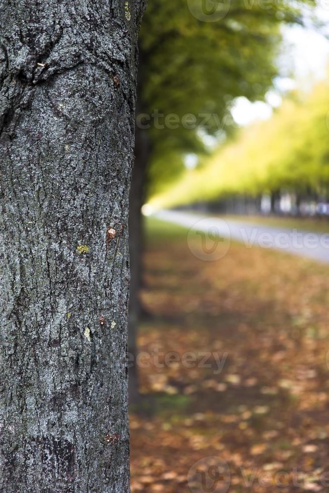 The autumn alley photo