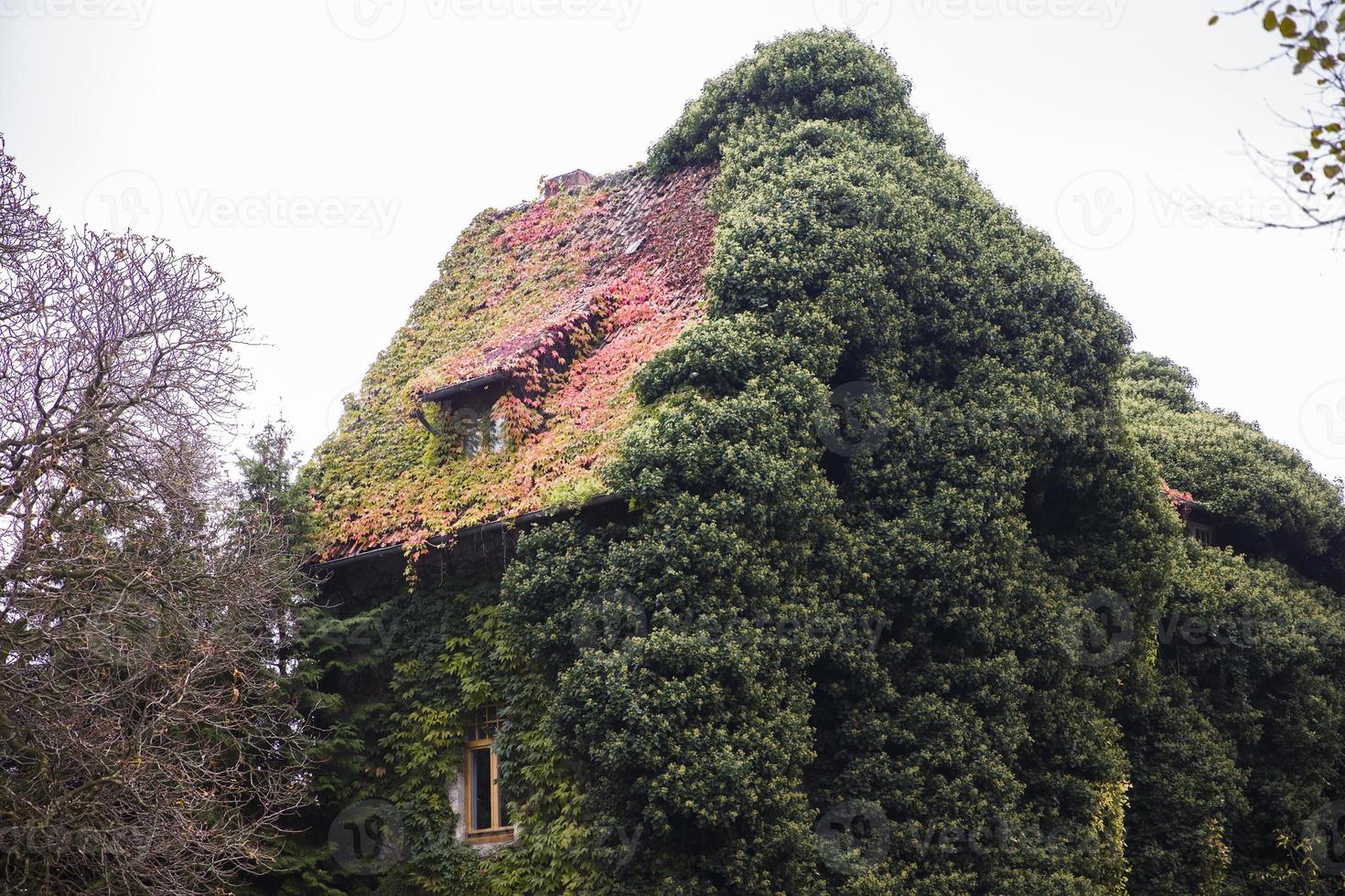 Green ivy leaves photo
