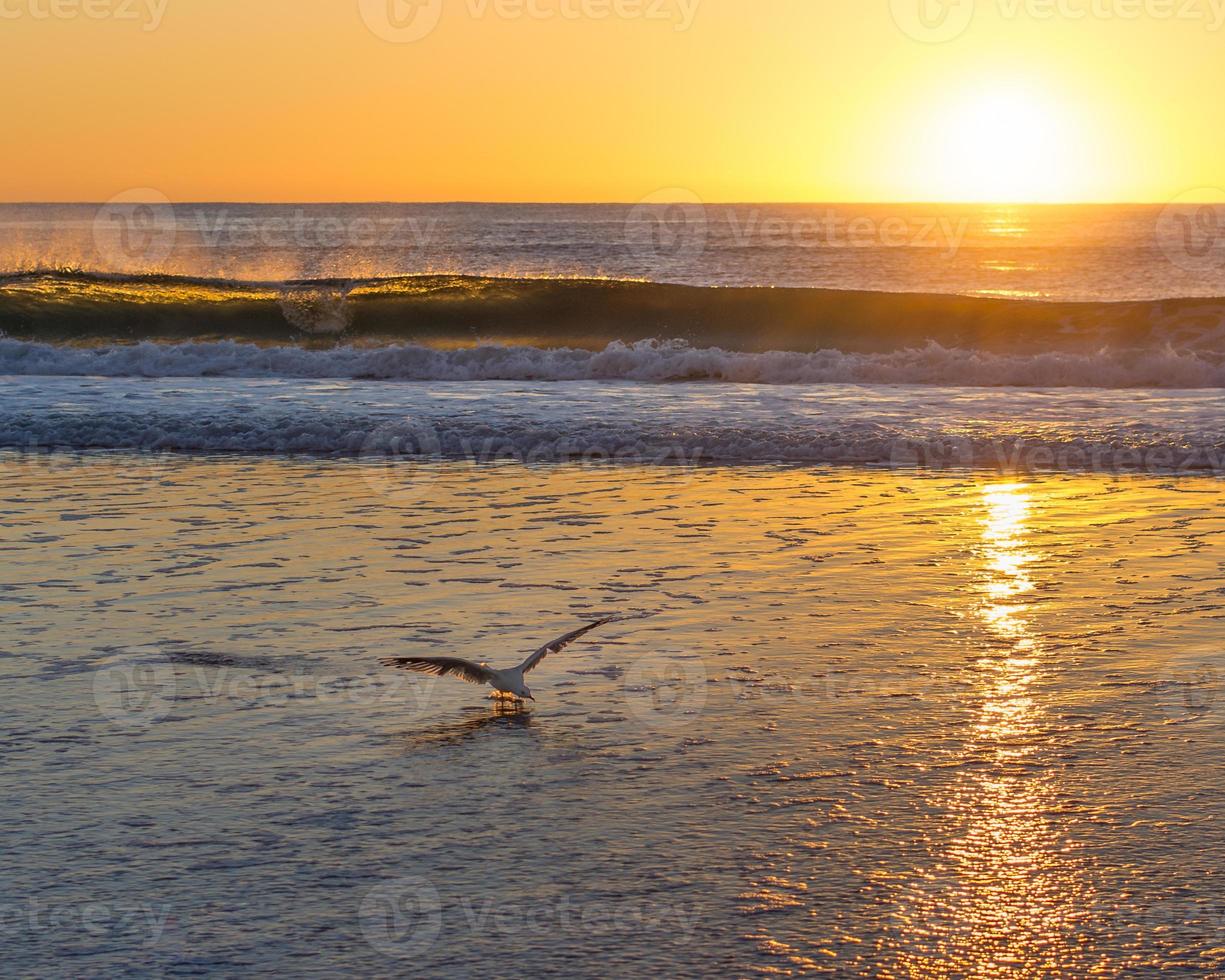 Seagull landing on beach with sunset in background photo