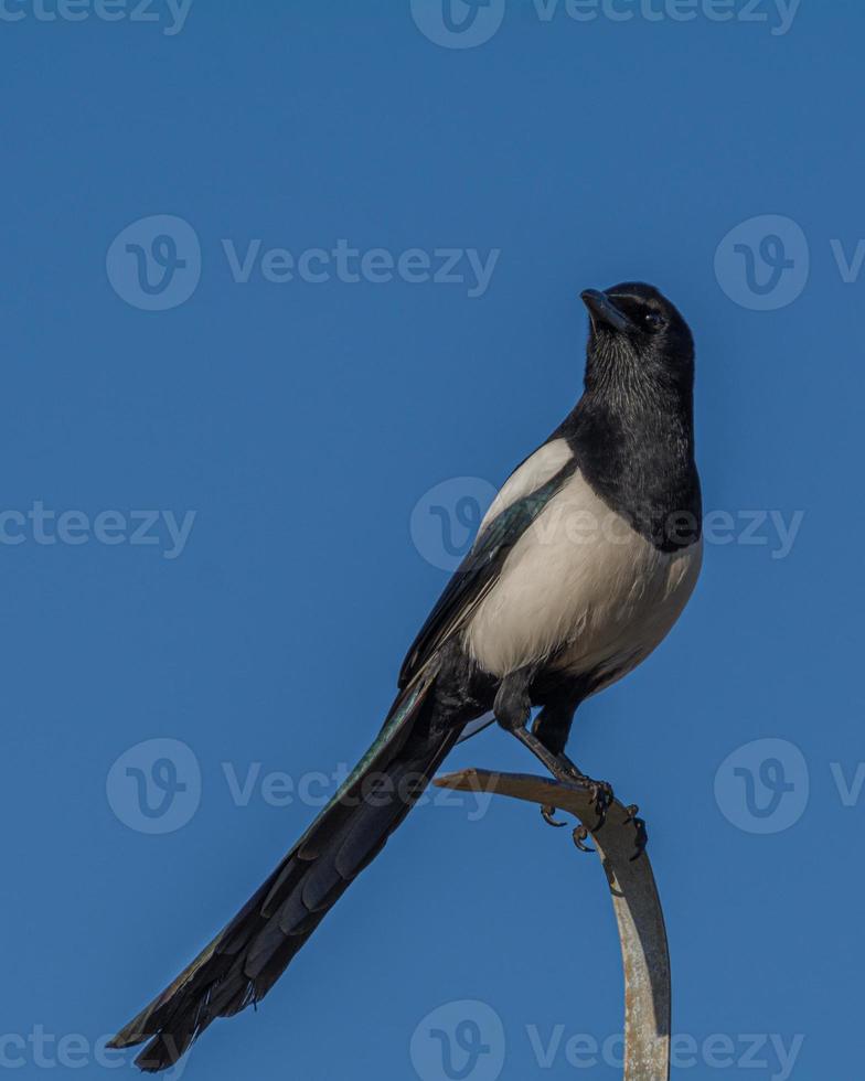 Black and white magpie bird from below with blue sky in background photo