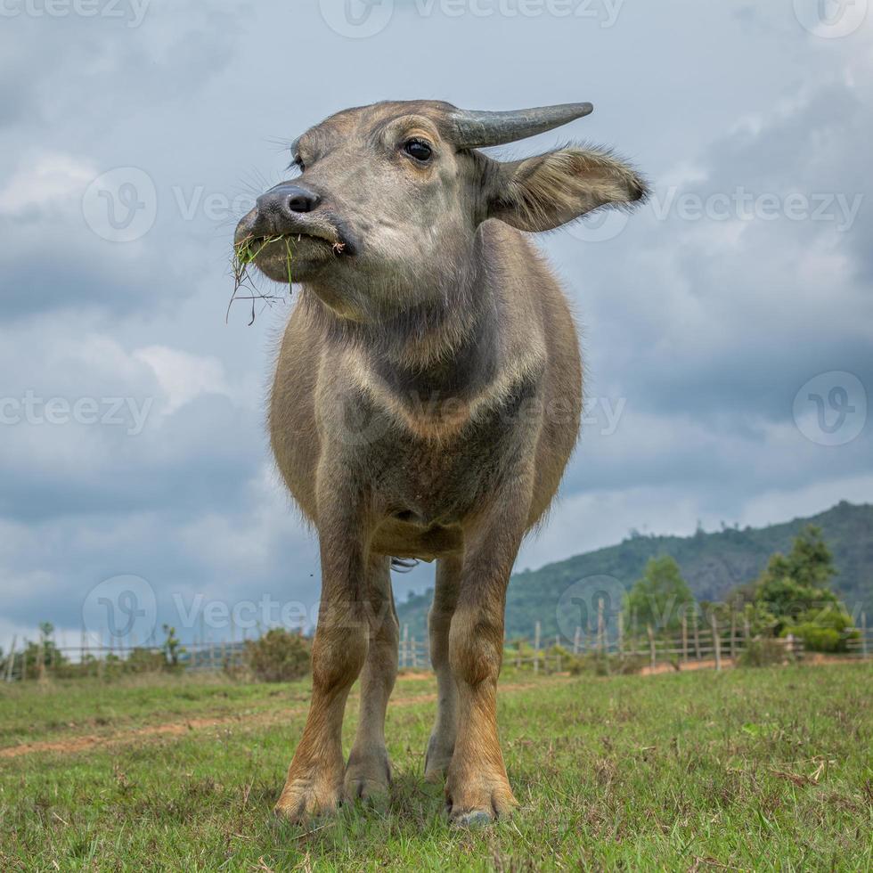 Cow eating grass low angle view with clouds and nature photo
