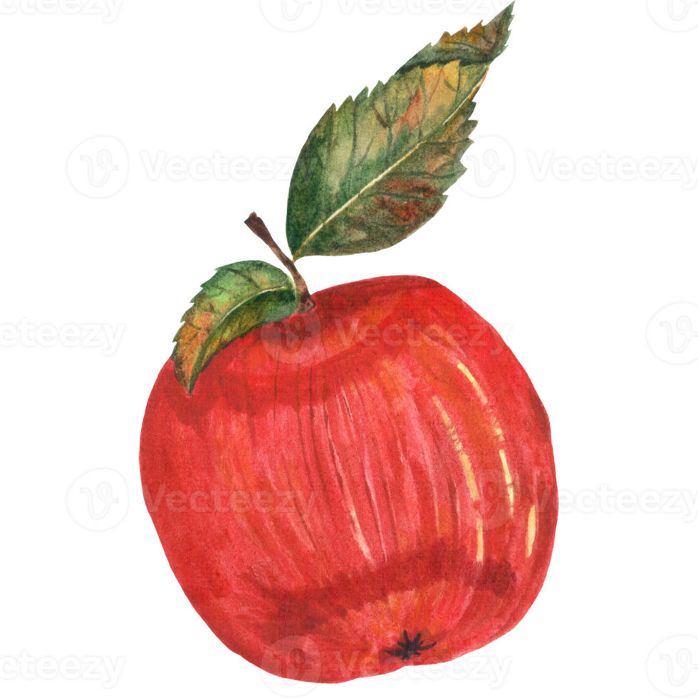 pomme aquarelle png