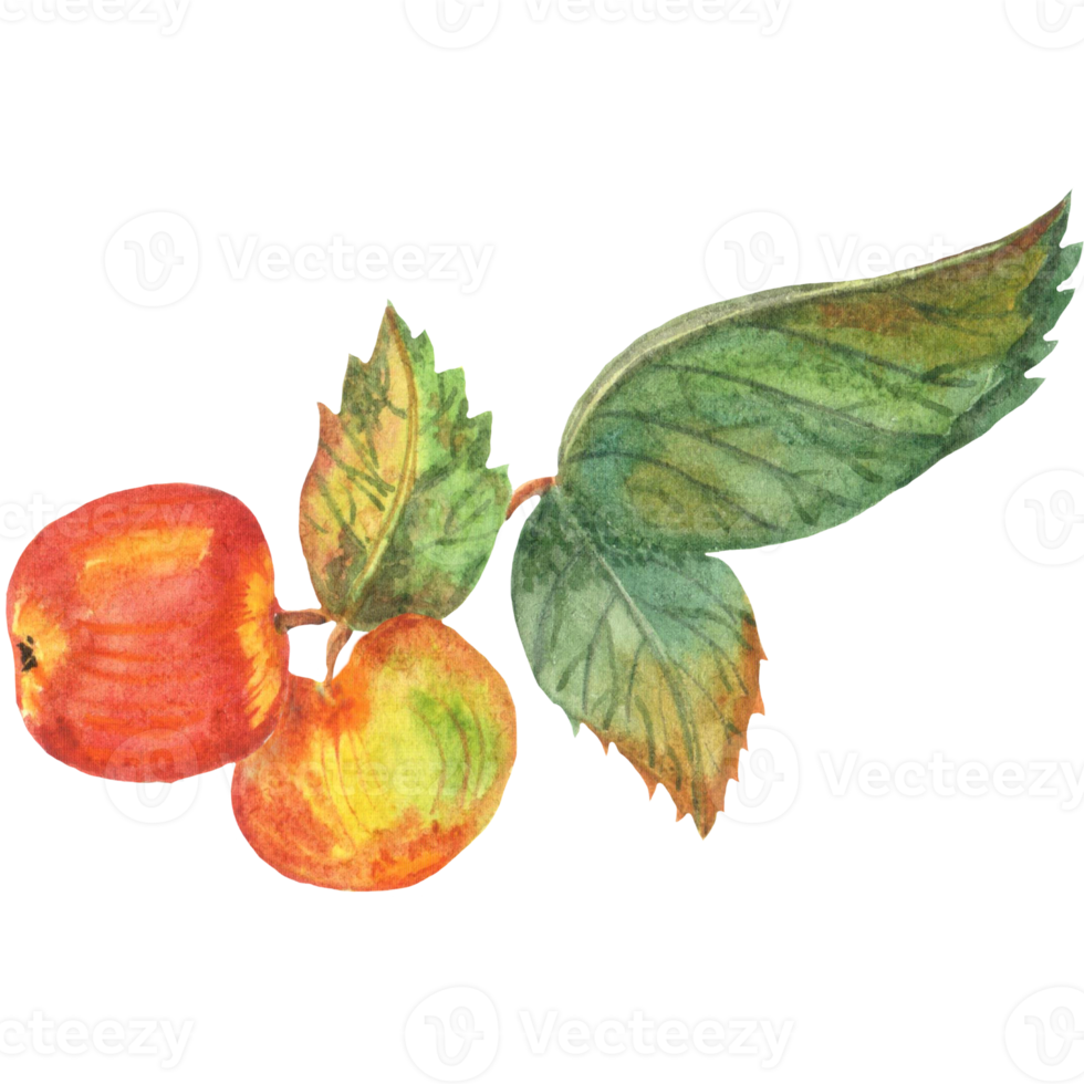 Watercolor an apple branch with leaves and fruits png