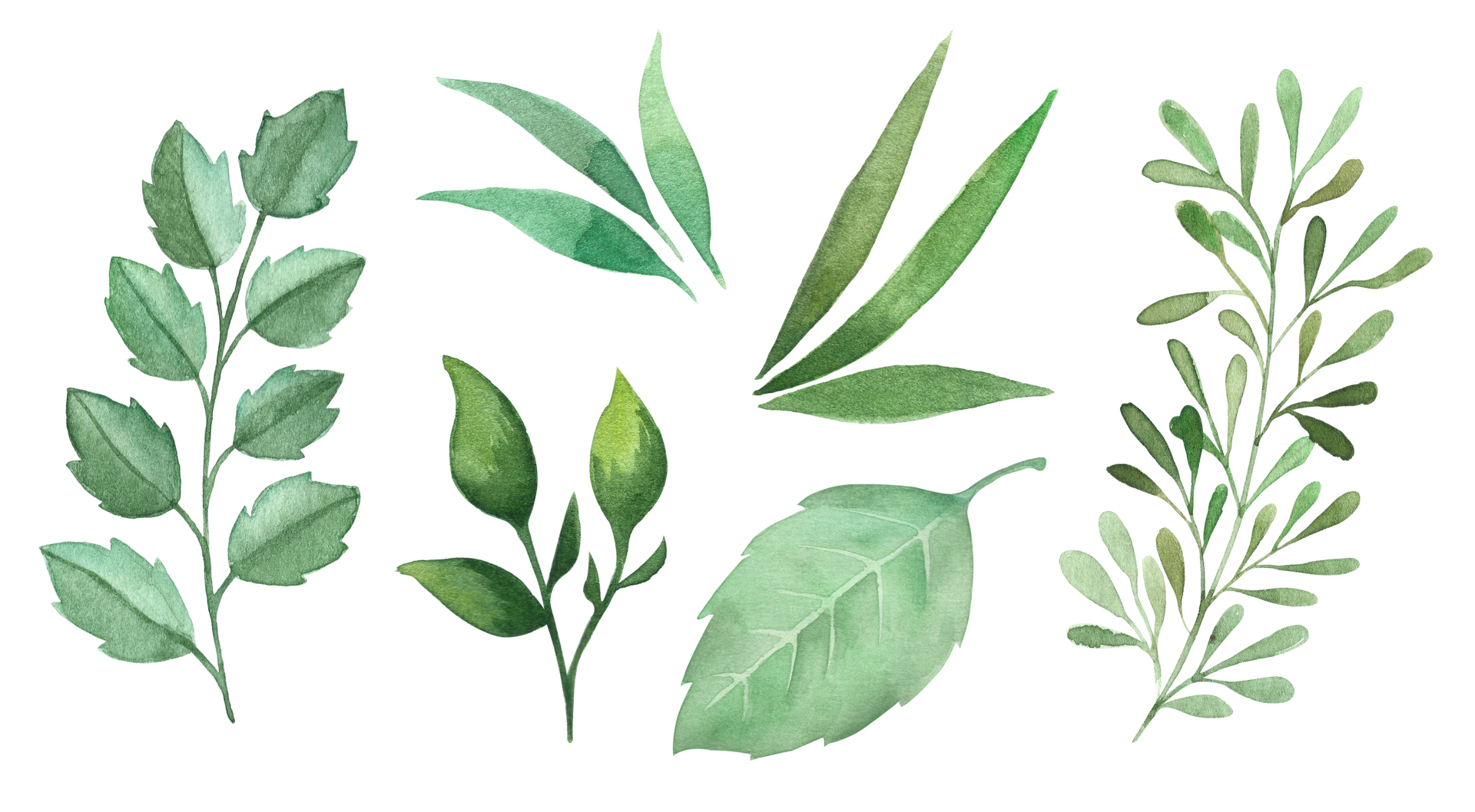 Watercolor hand painted greenery leaves set isolated elements on the