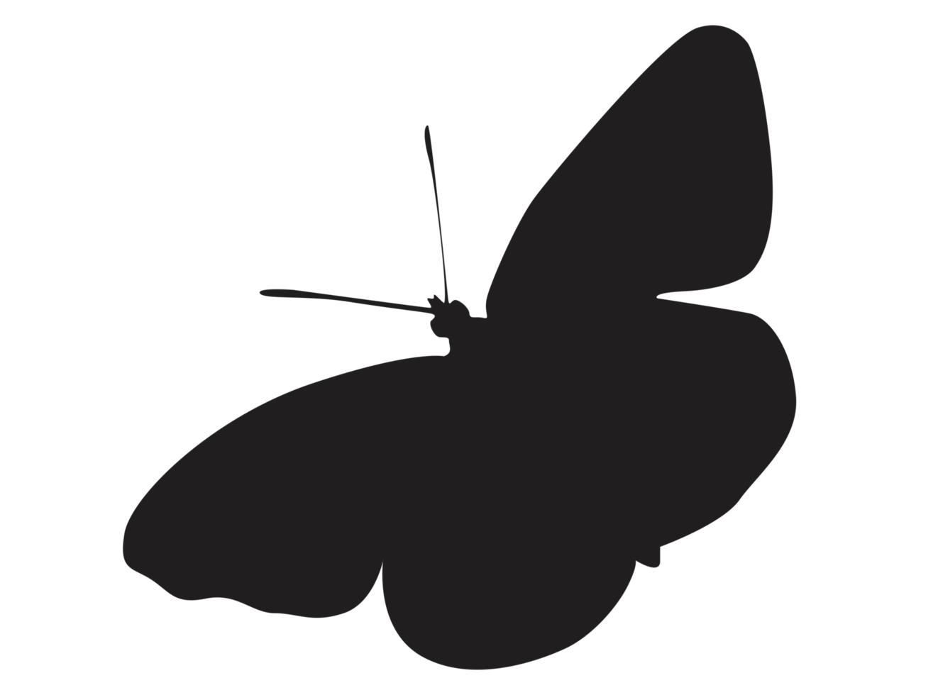 silhouette de papillon volant png