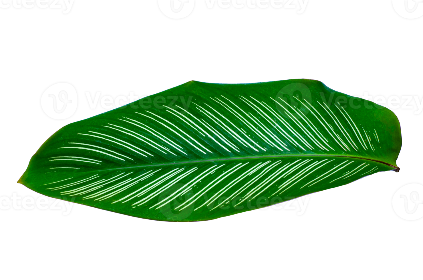 deixa calathea ornata pin stripe isolado no arquivo png de fundo transparente