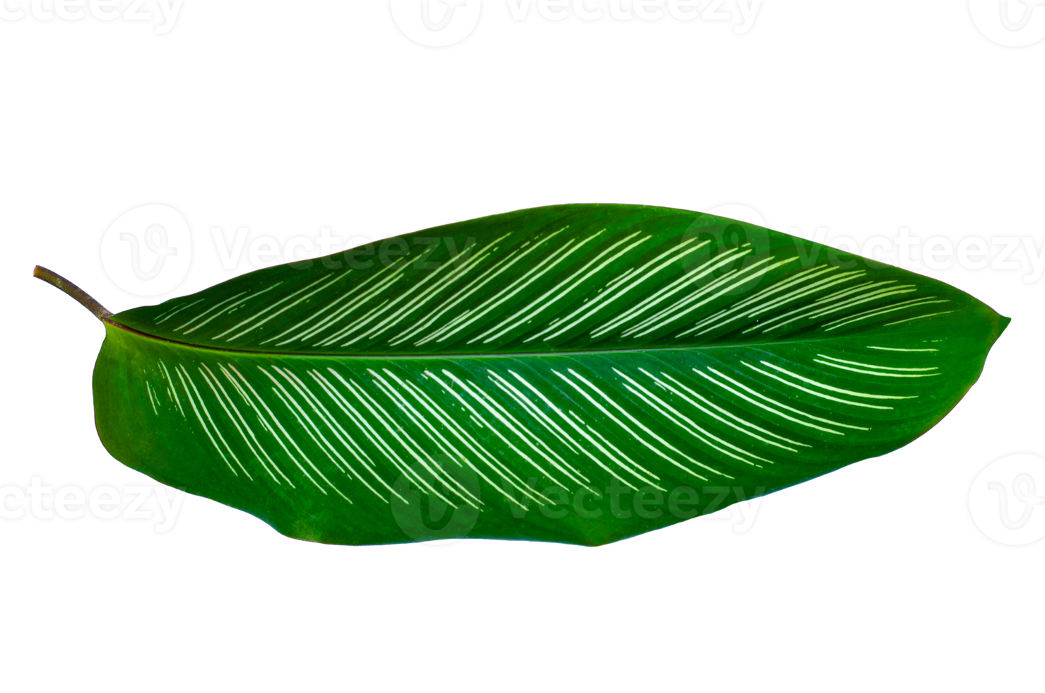Leaves Calathea ornata pin stripe  Isolate on transparent background PNG file