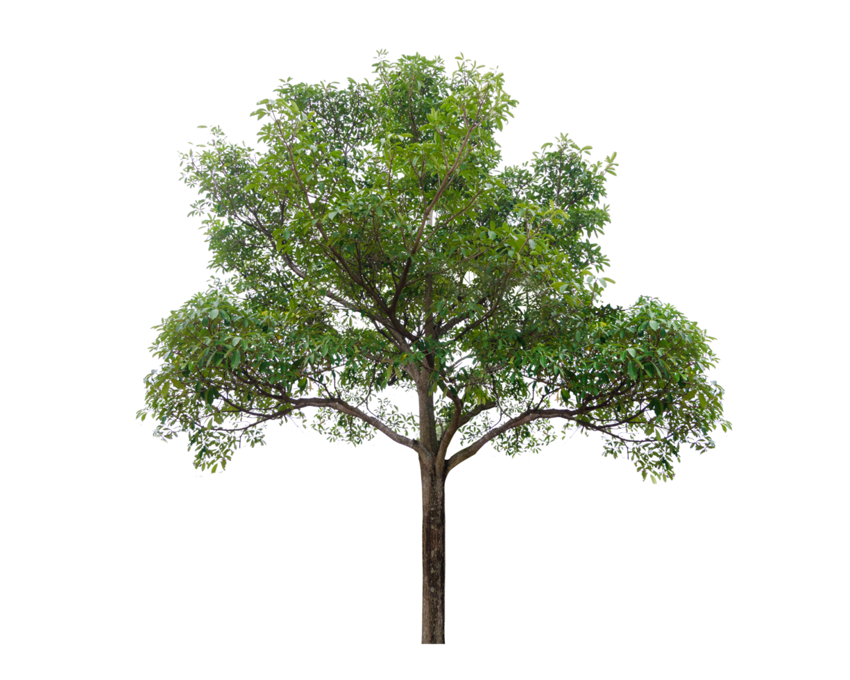 Isolated  trees  on transparent background PNG file