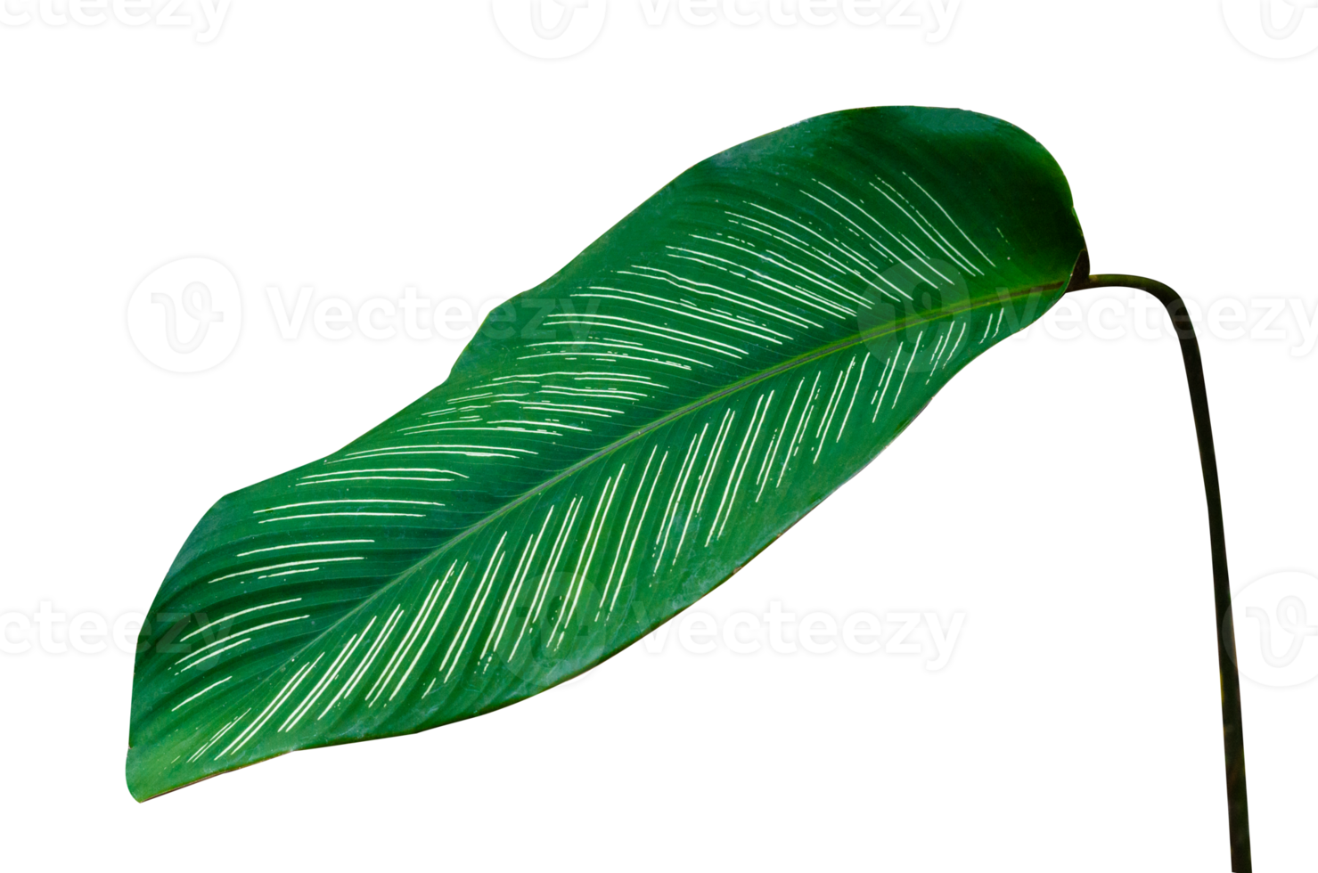 bladeren calathea ornata pin streep isoleren Aan transparant achtergrond PNG het dossier