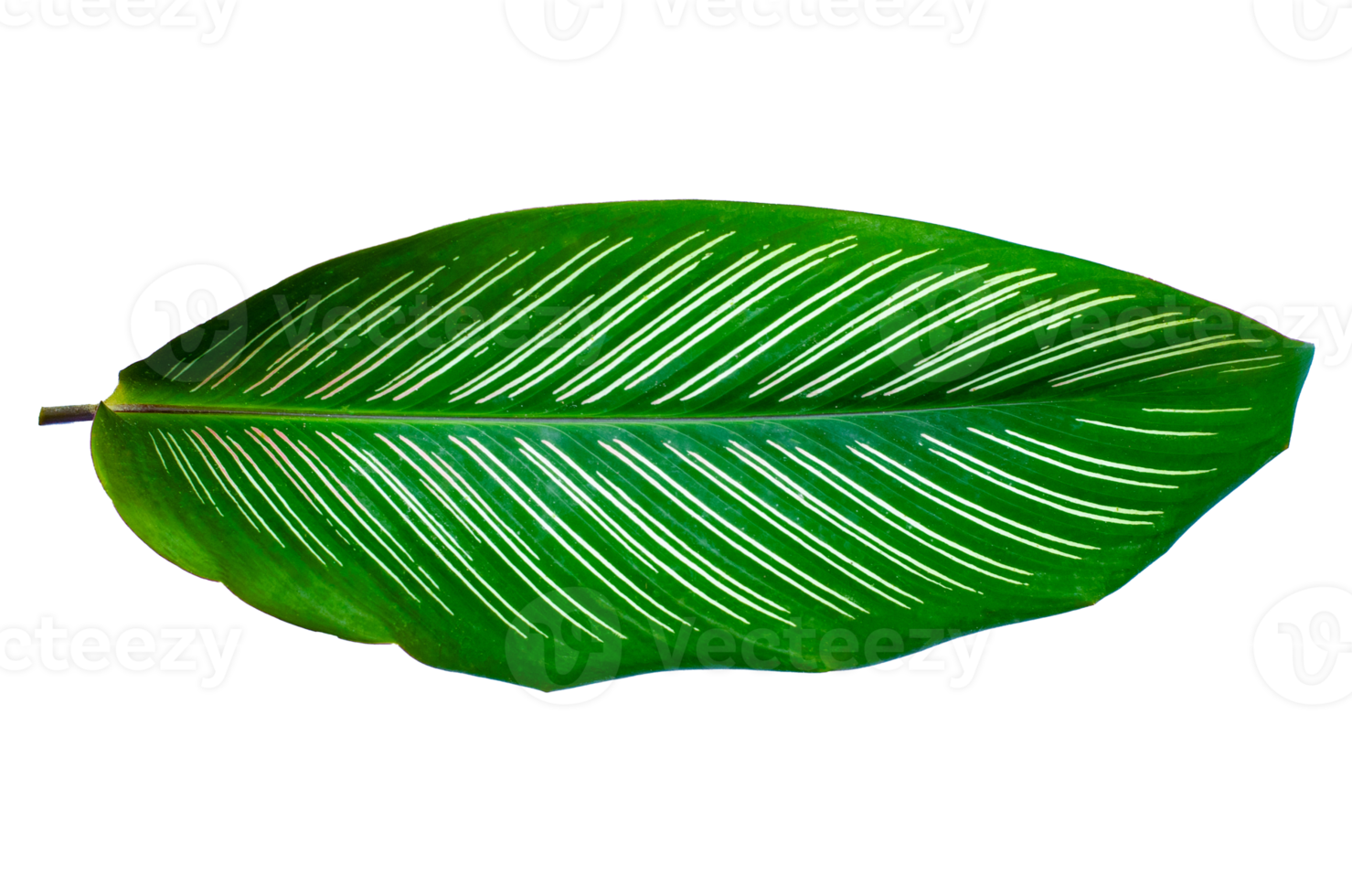 Leaves Calathea ornata pin stripe  Isolate on transparent background PNG file