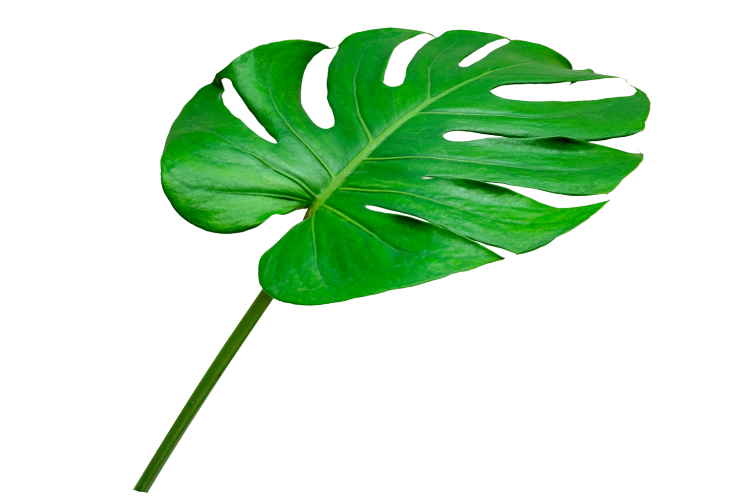 hojas de monstera hojas con aislar sobre fondo blanco hojas en blanco png