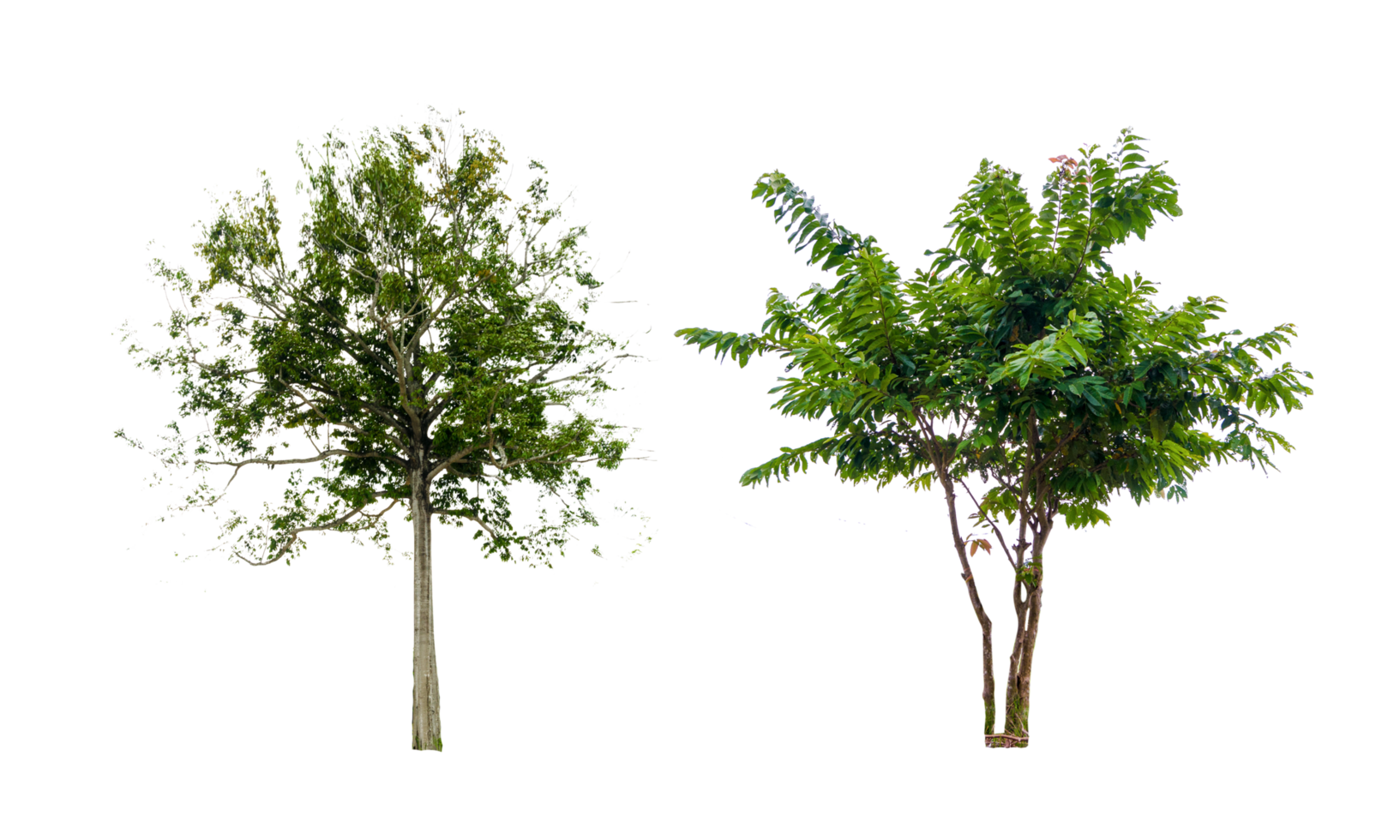 Isolated  trees  on transparent background PNG file