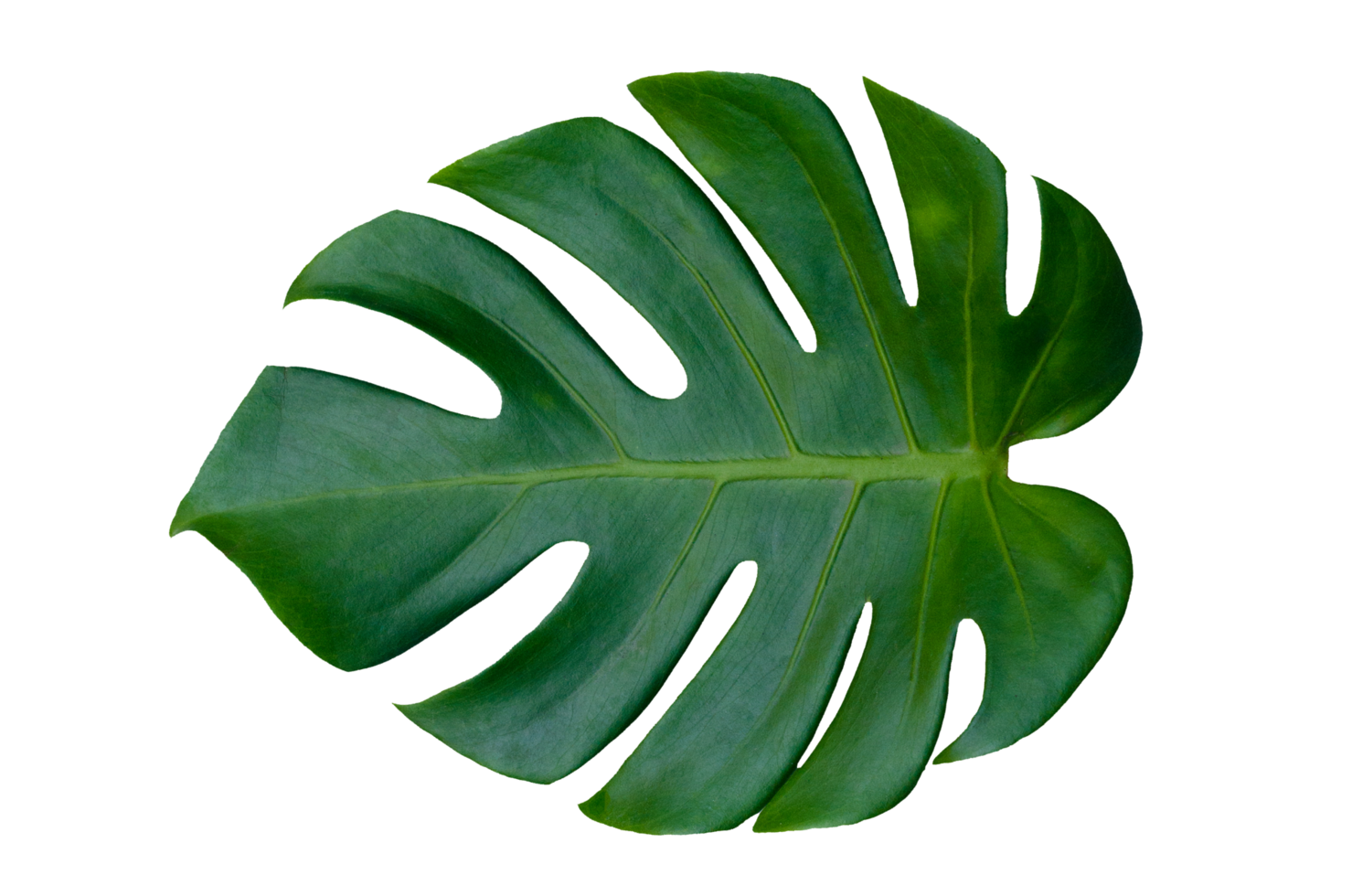 hojas de monstera hojas con aislar sobre fondo blanco hojas en blanco png