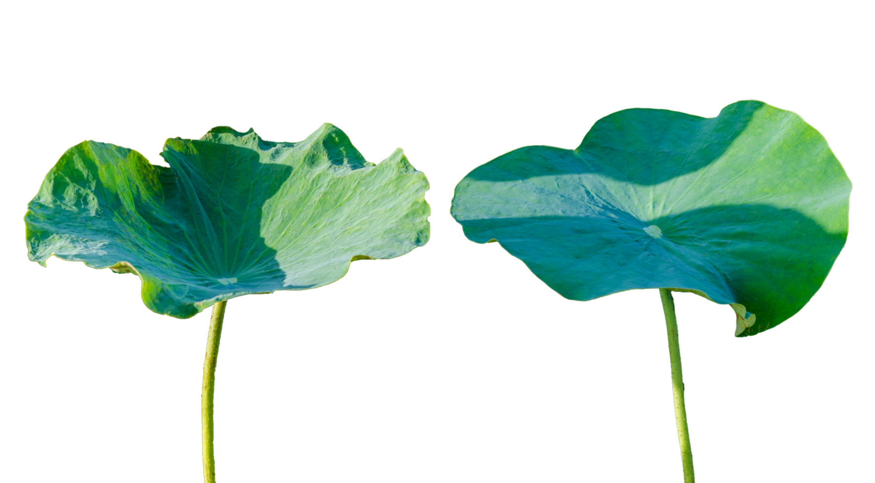 lotus blad isolera samling av på transparent bakgrund png fil