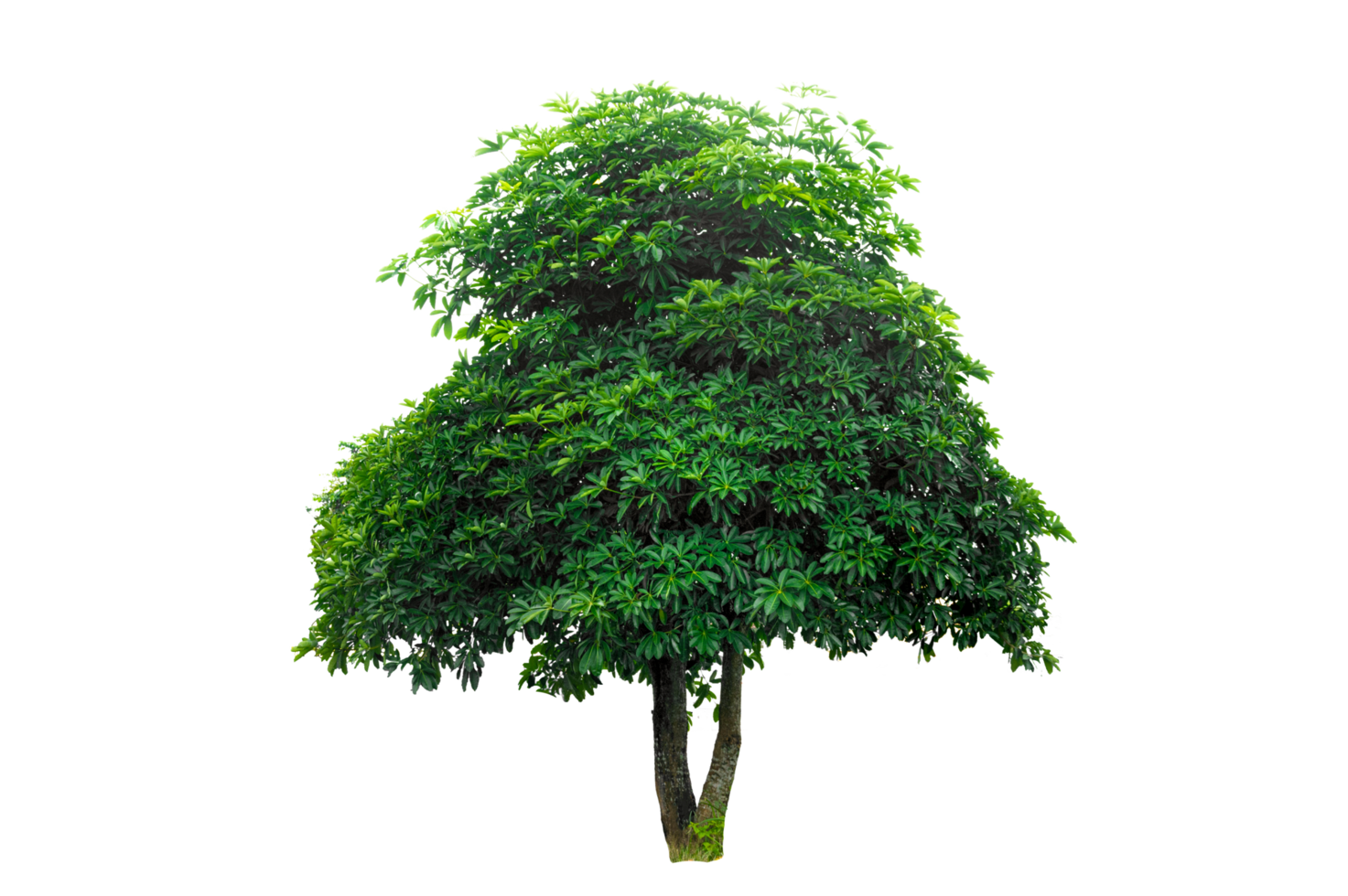 Isolated  trees  on transparent background PNG file