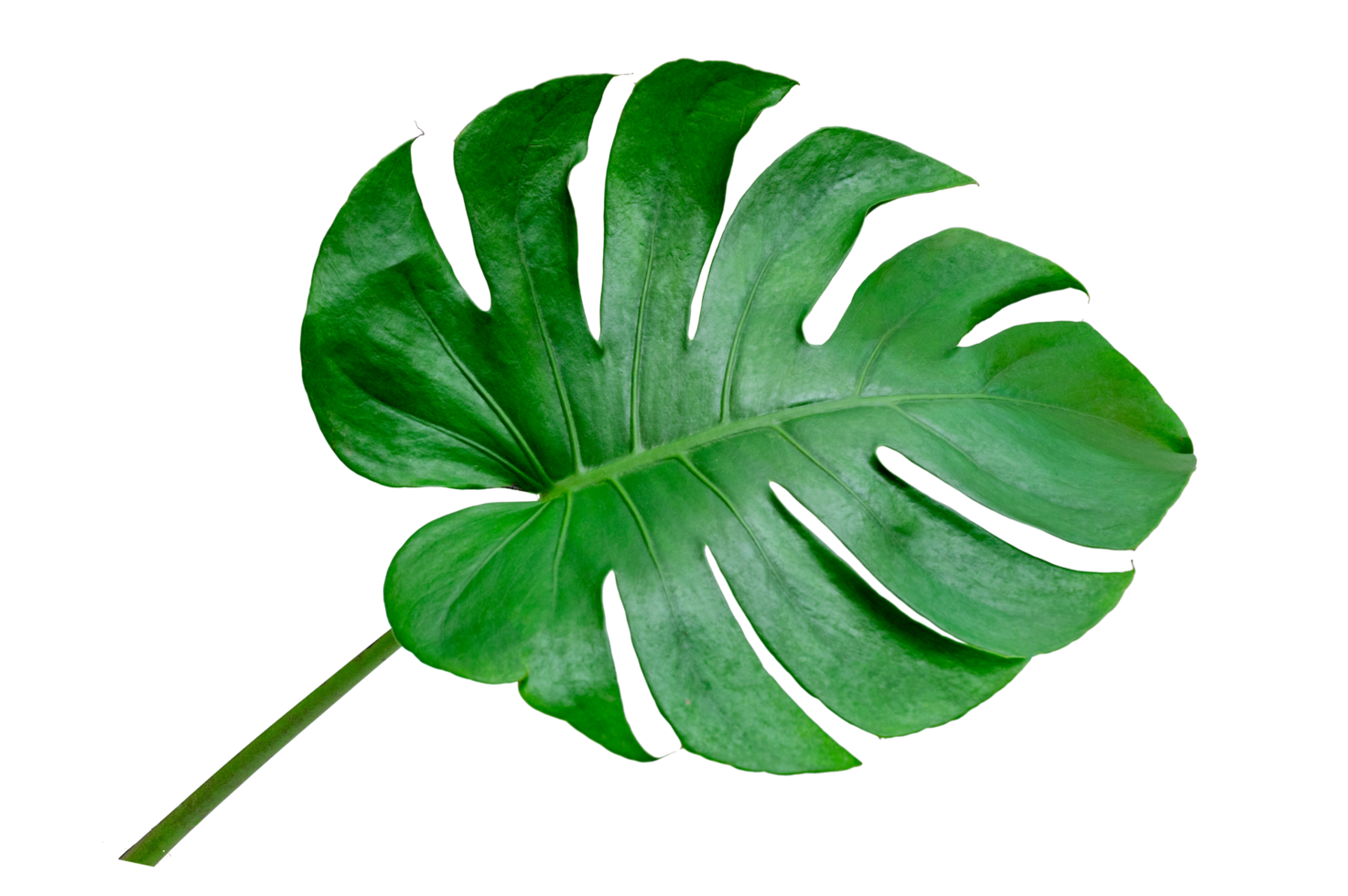 hojas de monstera hojas con aislar sobre fondo blanco hojas en blanco png