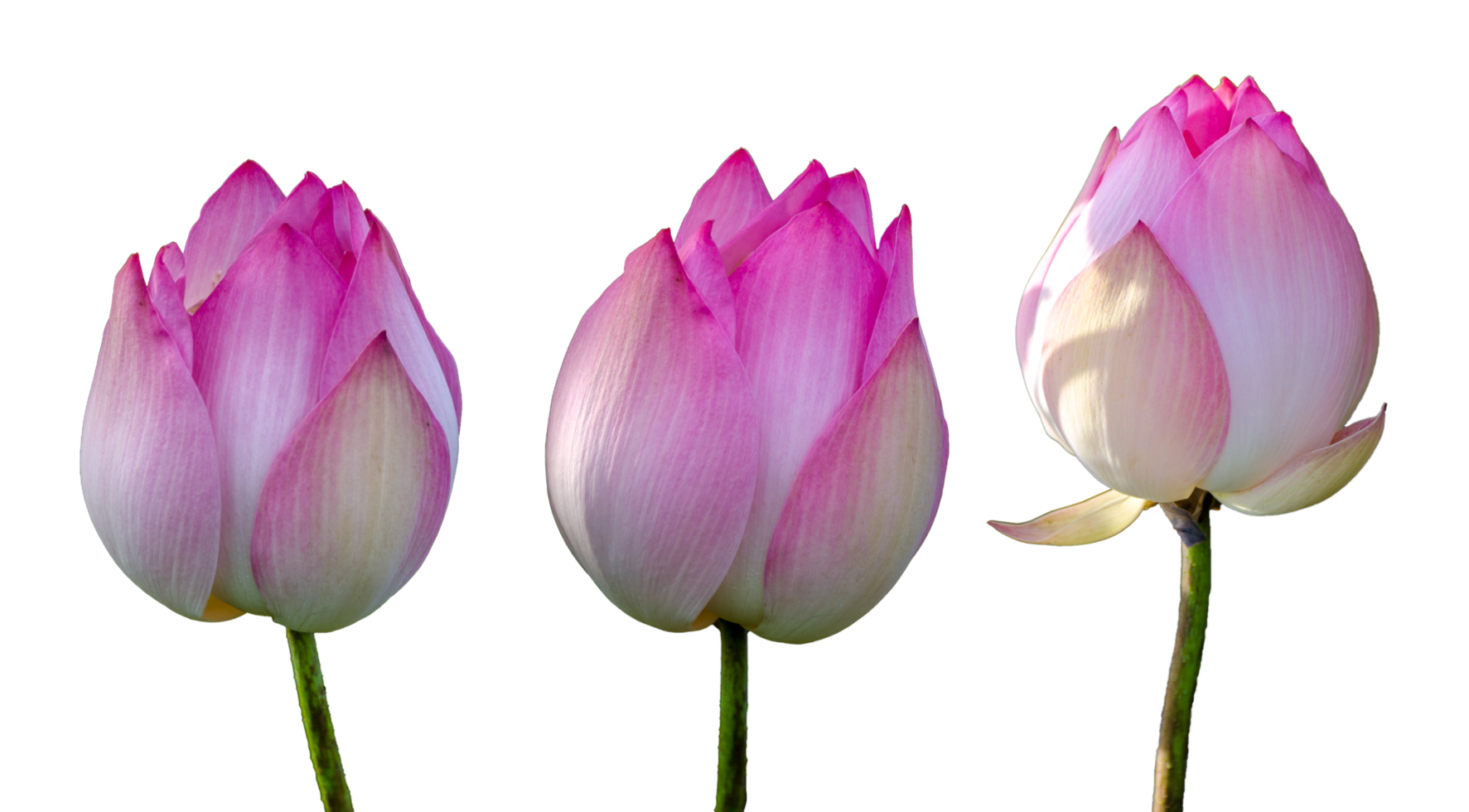 lotus royal Pink Isolate on transparent background PNG file