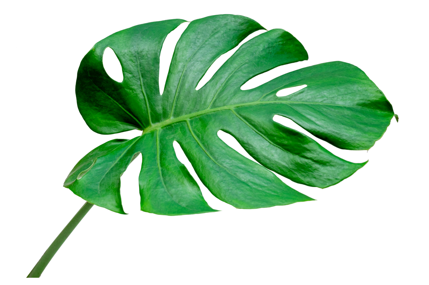 hojas de monstera hojas con aislar sobre fondo blanco hojas en blanco png