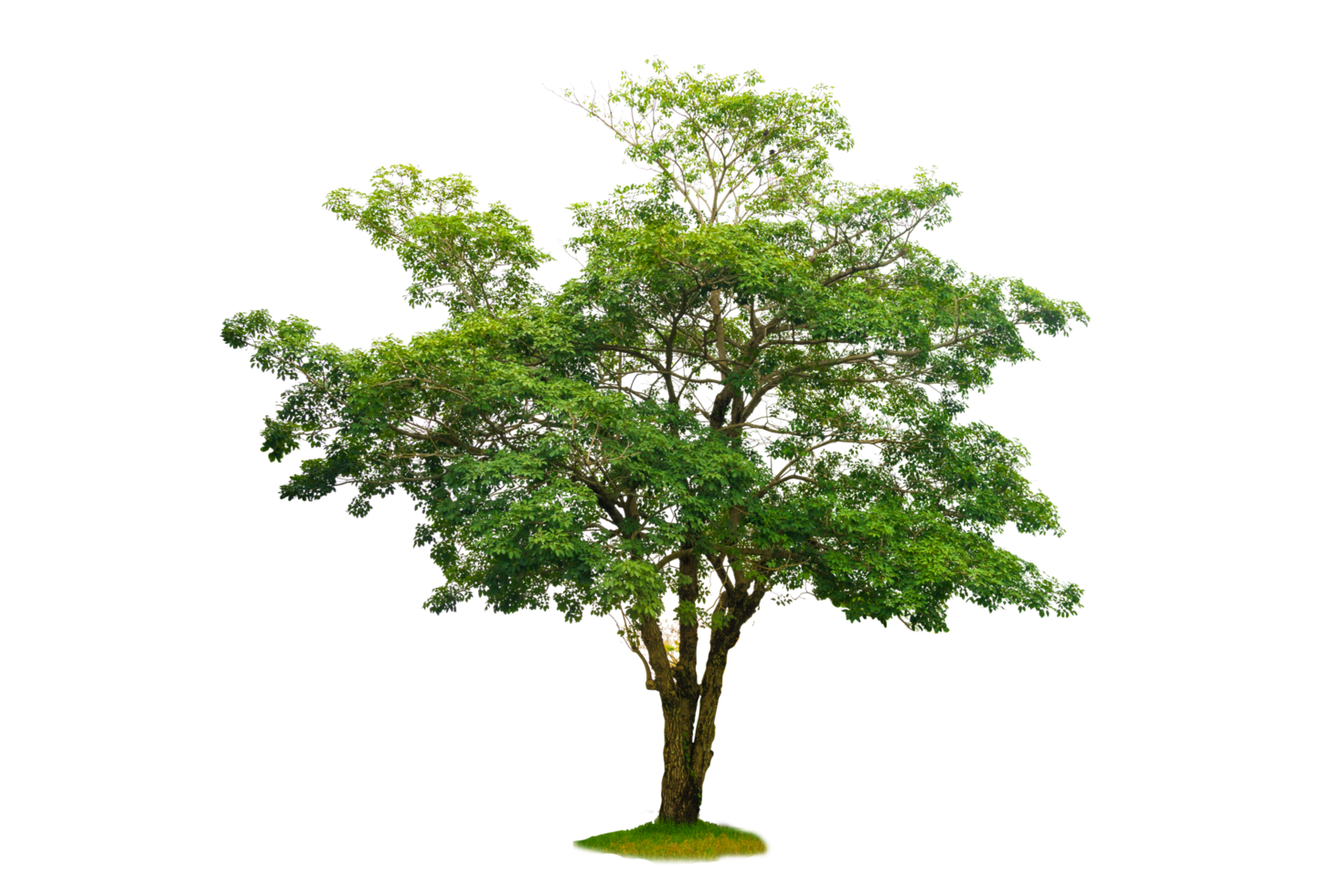 Isolated  trees  on transparent background PNG file