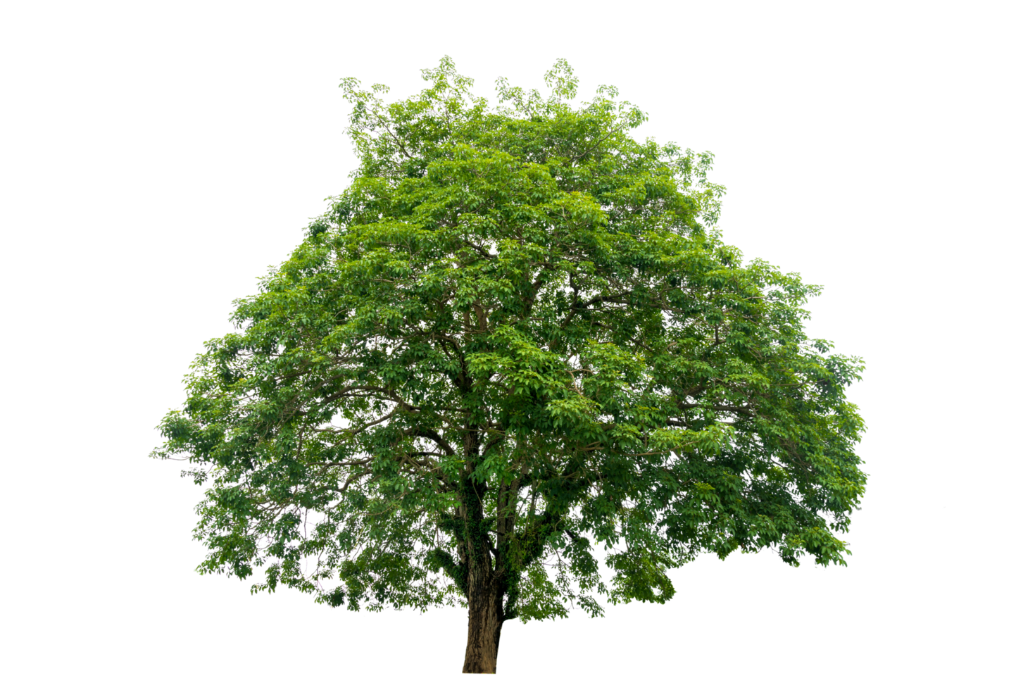 Isolated  trees  on transparent background PNG file