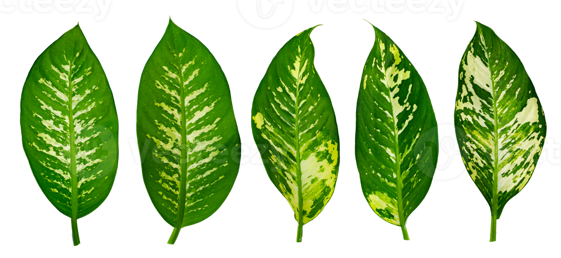 Blätter calathea ornata Nadelstreifen isolieren auf transparentem Hintergrund png-Datei png