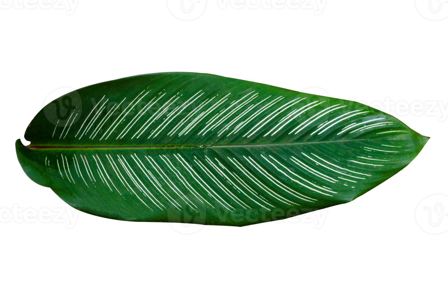 deixa calathea ornata pin stripe isolado no arquivo png de fundo transparente