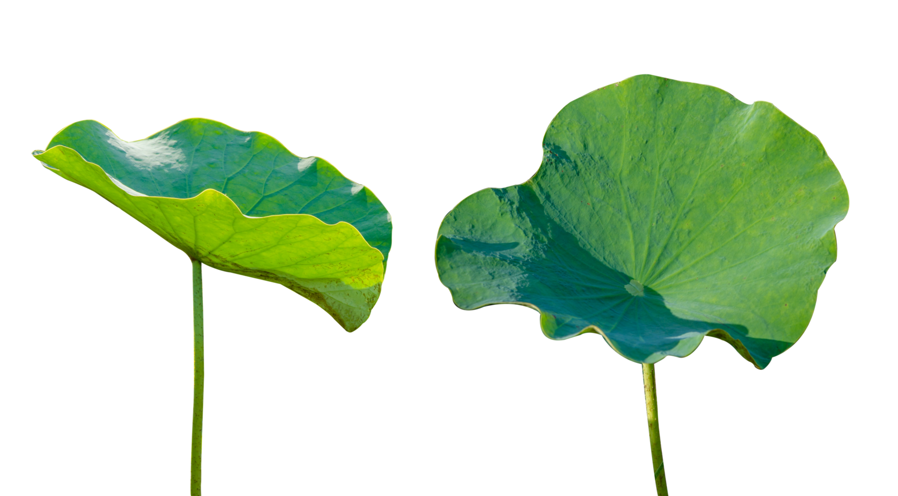 Lotus leaf Isolate collection of on transparent background PNG file