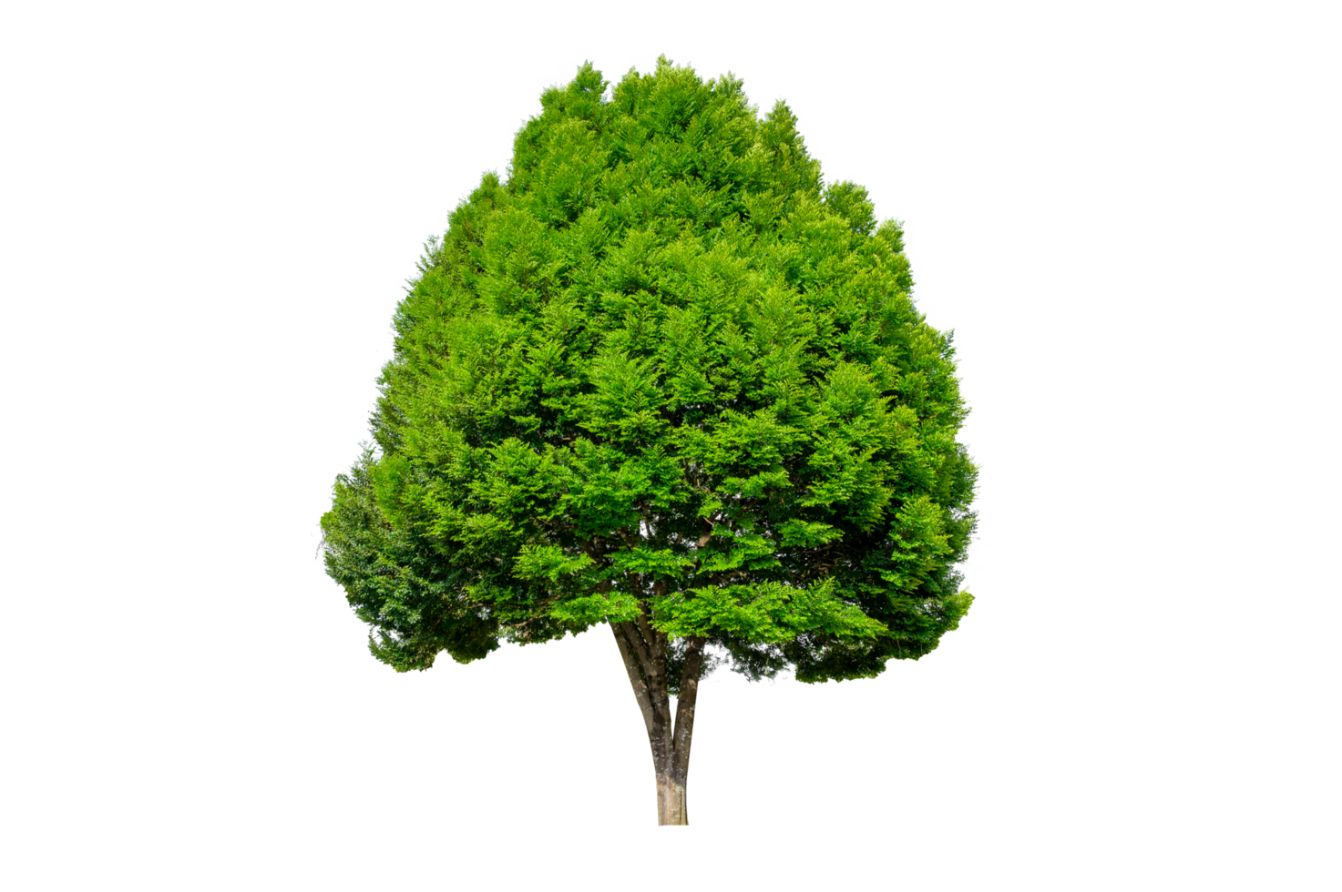 Isolated  trees  on transparent background PNG file