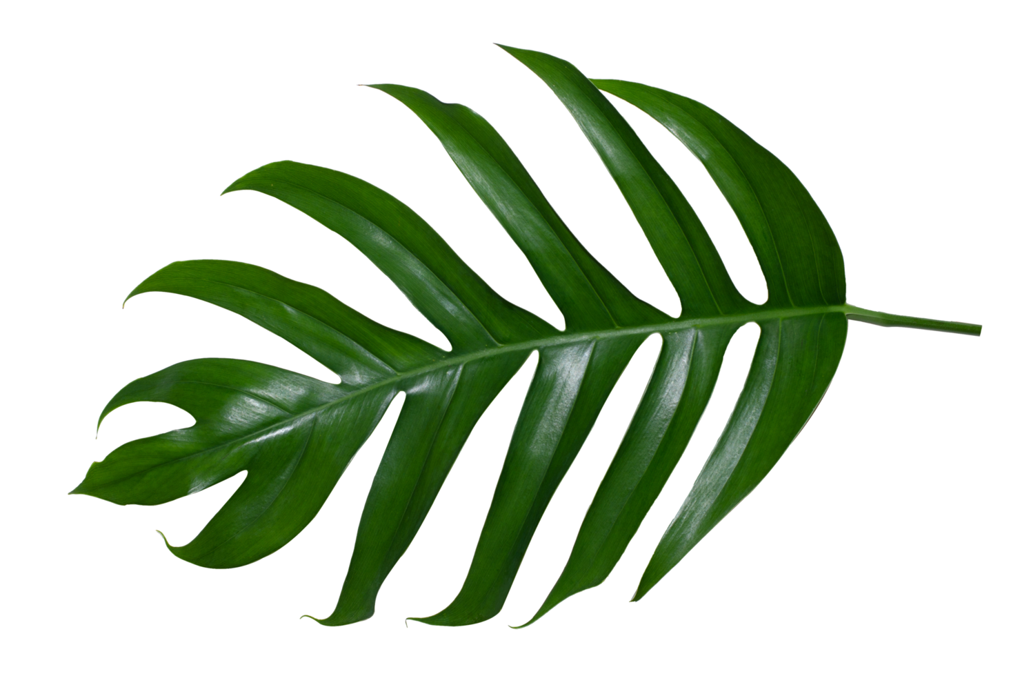 Monstera deixa folhas com isolado em fundo branco folhas em branco png