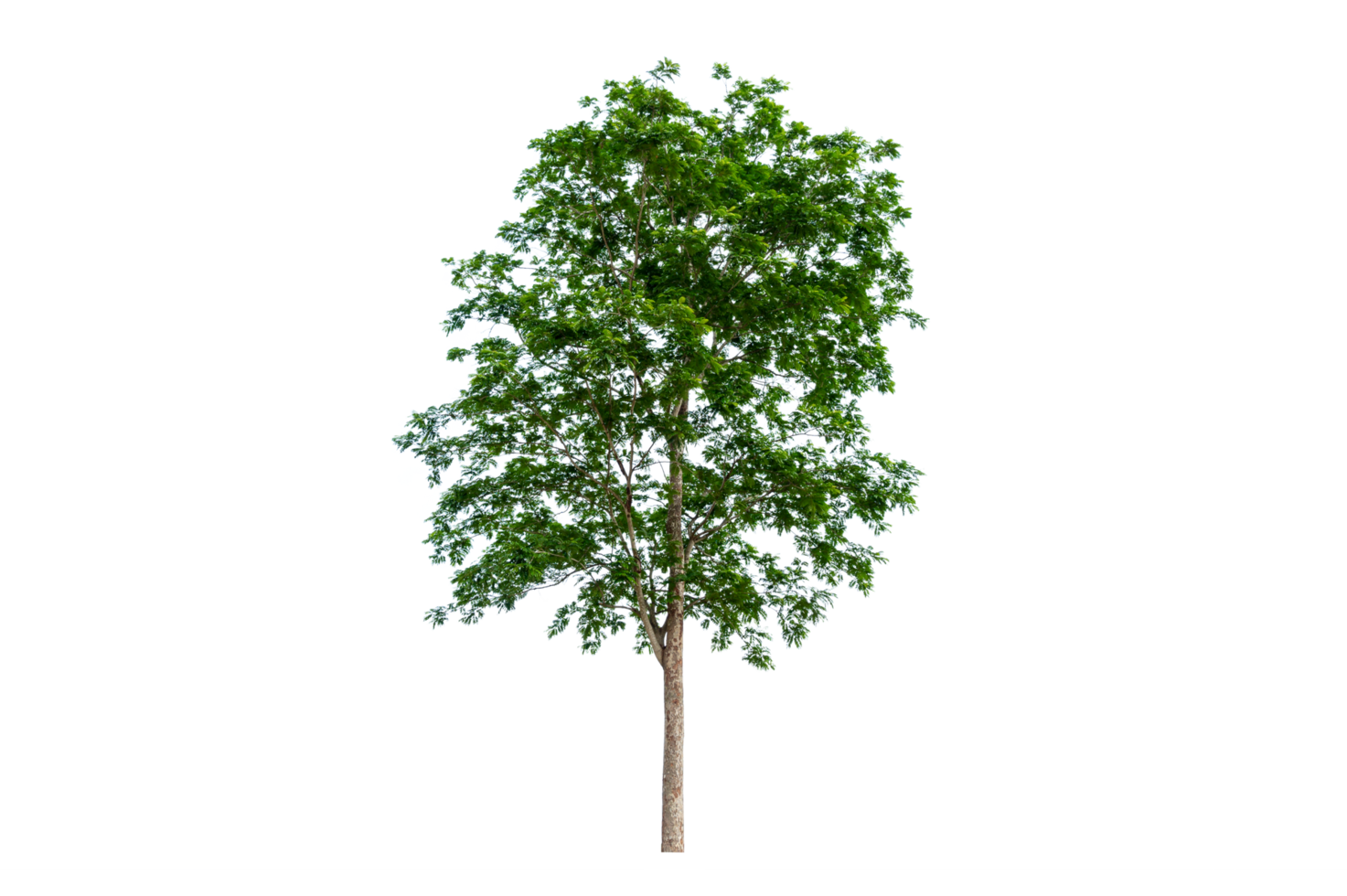 Isolated  trees  on transparent background PNG file