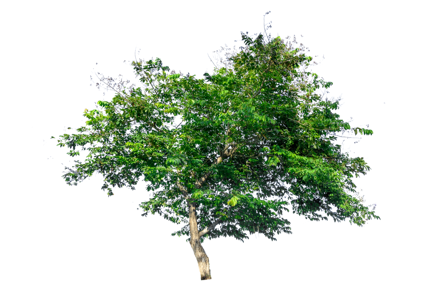 Isolated  trees  on transparent background PNG file