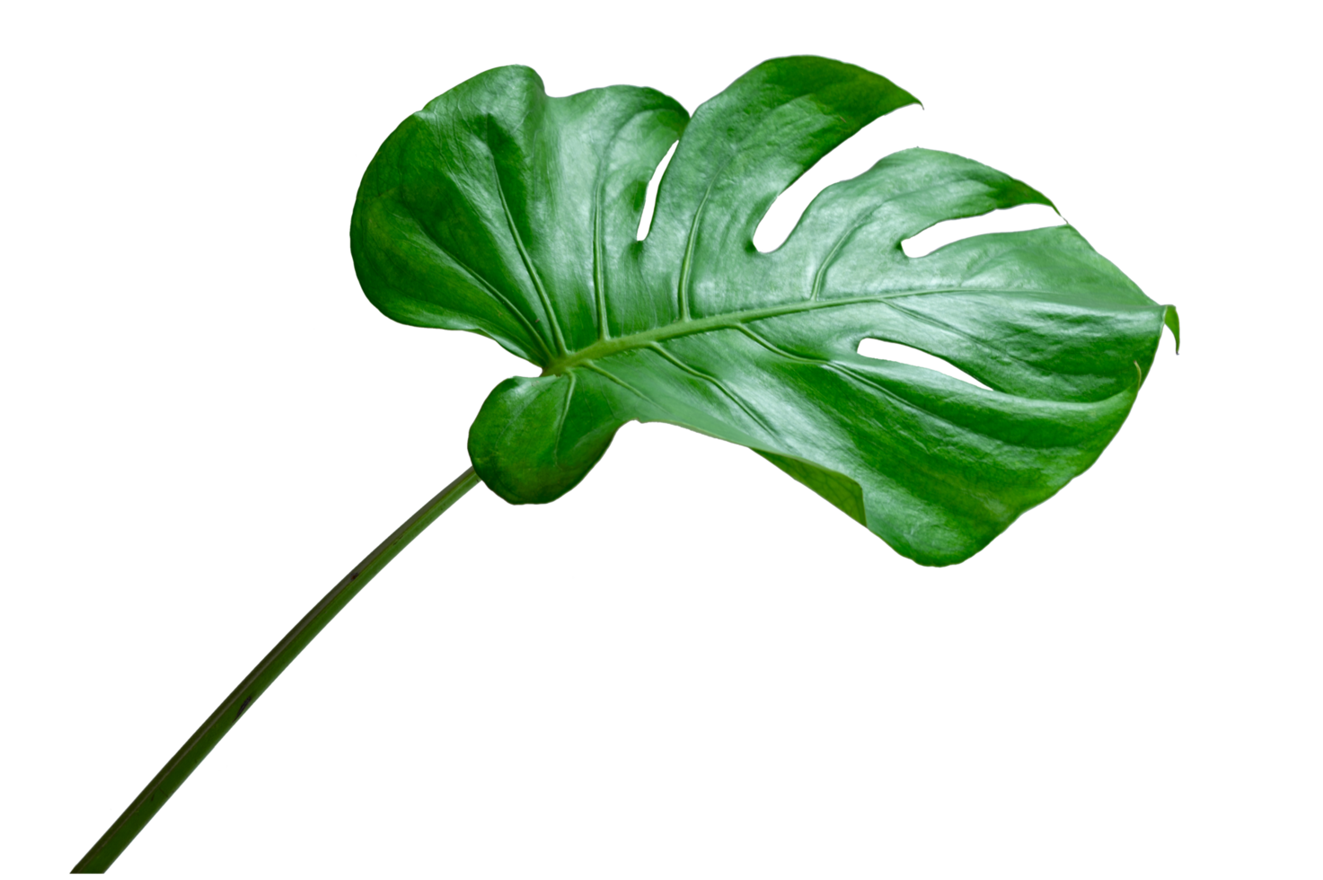 hojas de monstera hojas con aislar sobre fondo blanco hojas en blanco png