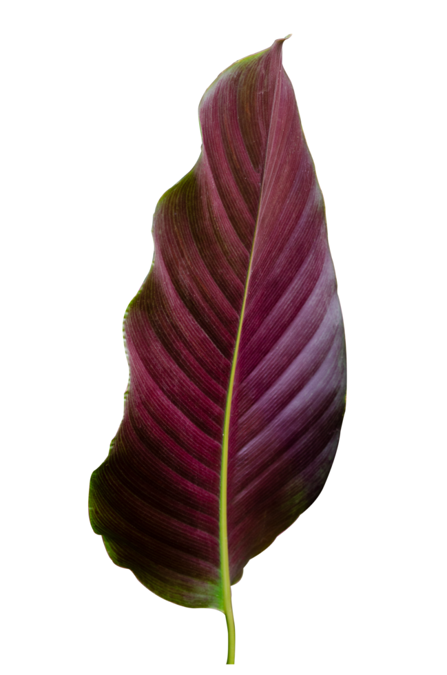 Leaves Calathea ornata pin stripe background White Isolate png