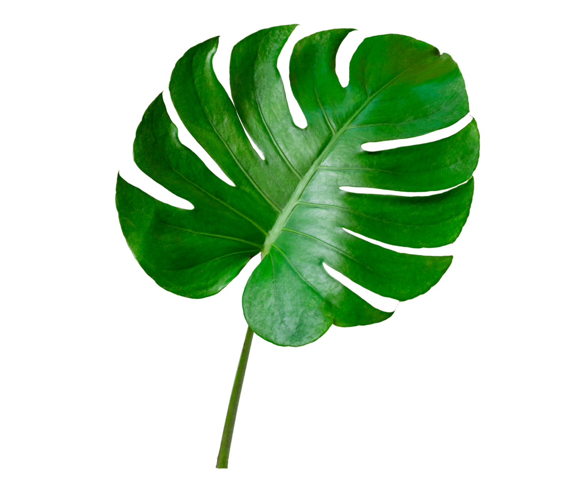 hojas de monstera hojas con aislar sobre fondo blanco hojas en blanco png