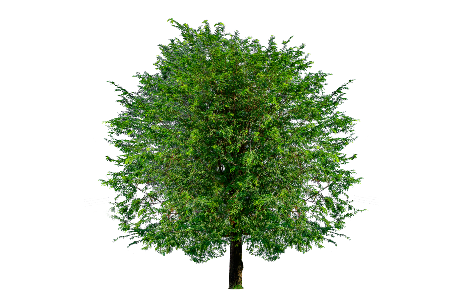 Isolated  trees  on transparent background PNG file