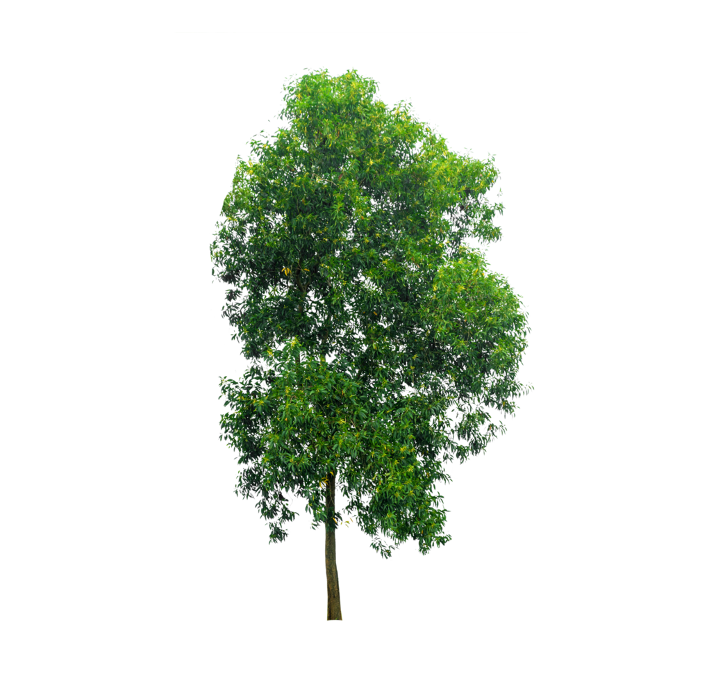 Isolated  trees  on transparent background PNG file