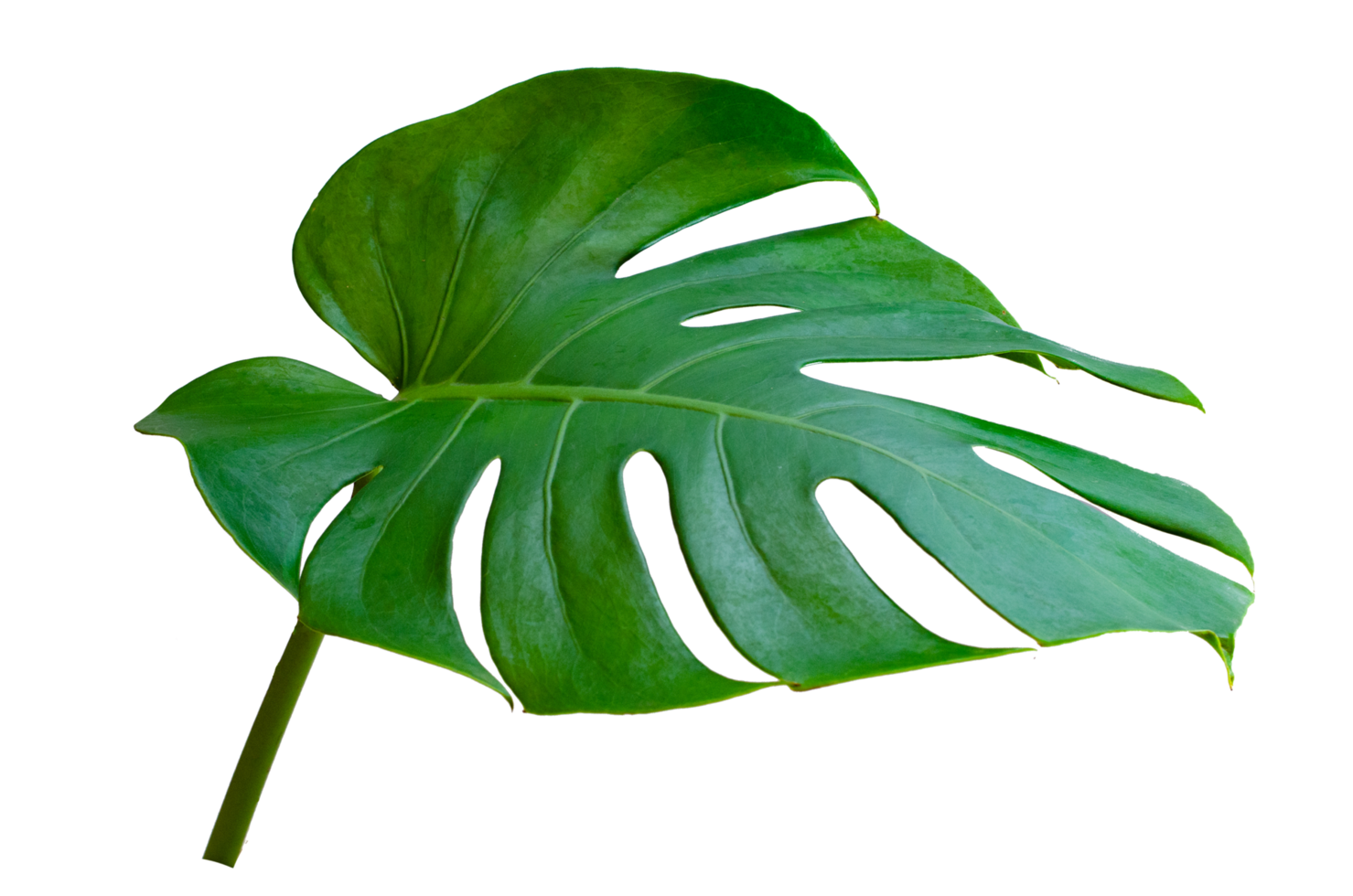 hojas de monstera hojas con aislar sobre fondo blanco hojas en blanco png